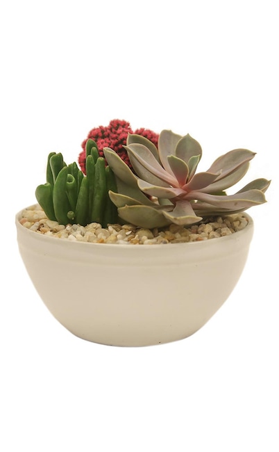 Shopping: Succulents 